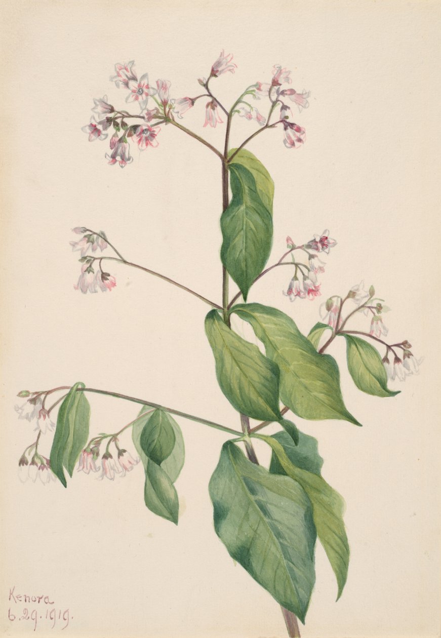 Hundsgiftgewächs Apocyum androsaemfolium, 1919 von Mary Vaux Walcott