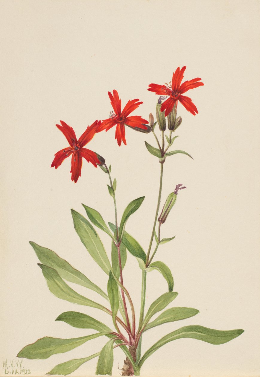 Feuerrote Nelke Silene Virginica 1932 Von Mary Vaux Walcott