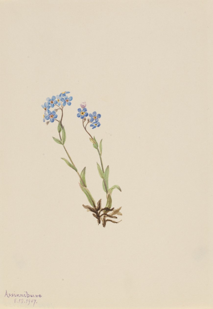 Vergissmeinnicht (Myosotis alpestris) von Mary Vaux Walcott