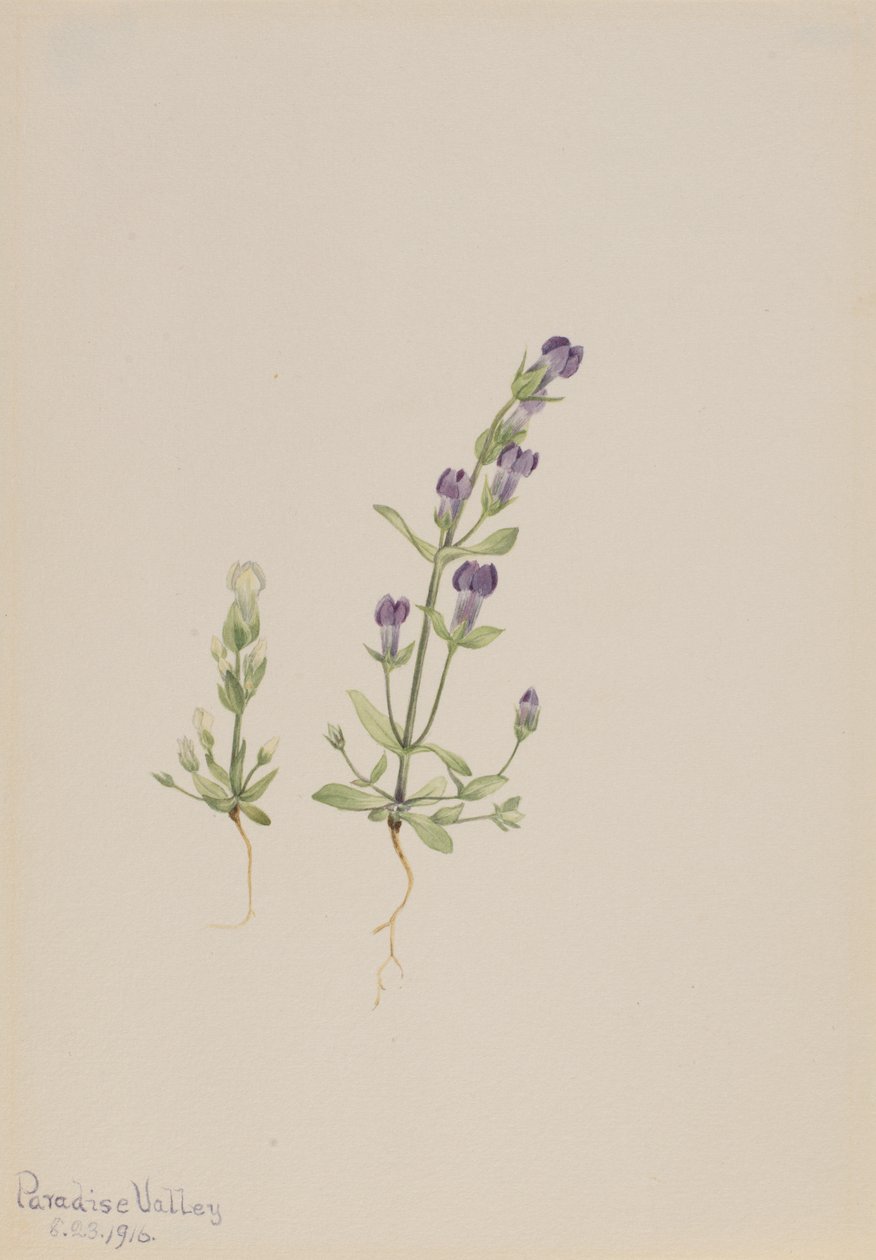 Gentiana propingua, 1916 von Mary Vaux Walcott