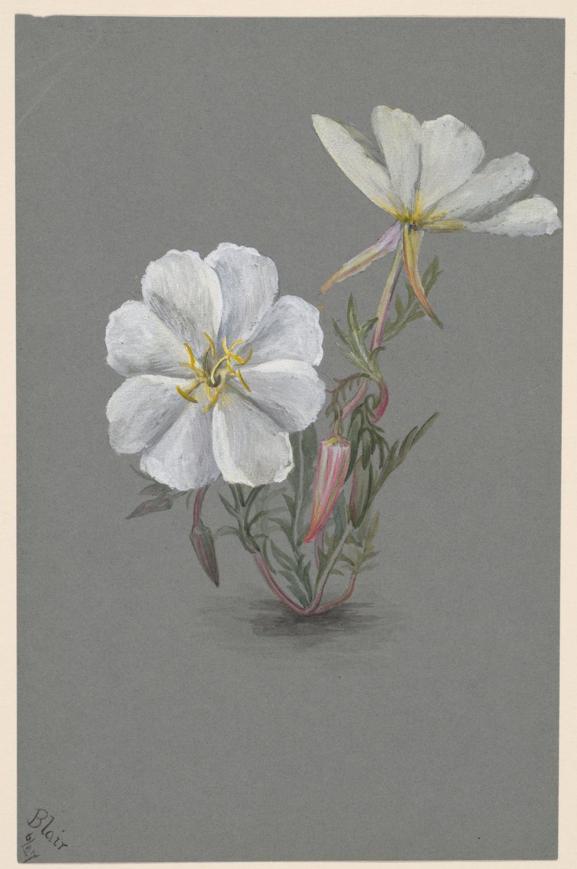 Riesen-Stendelwurz (Epipactia gigantea) von Mary Vaux Walcott