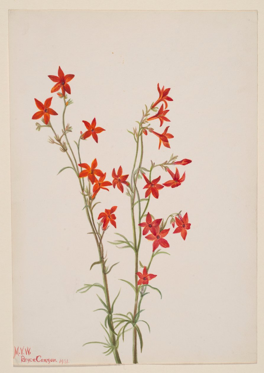 Gilia arizonica von Mary Vaux Walcott