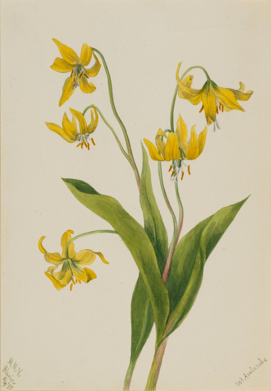 Gletscherlilie (Erythronium grandiflorum) von Mary Vaux Walcott