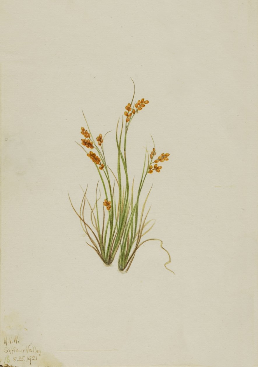 Goldsegge Carex aurea, 1921 von Mary Vaux Walcott