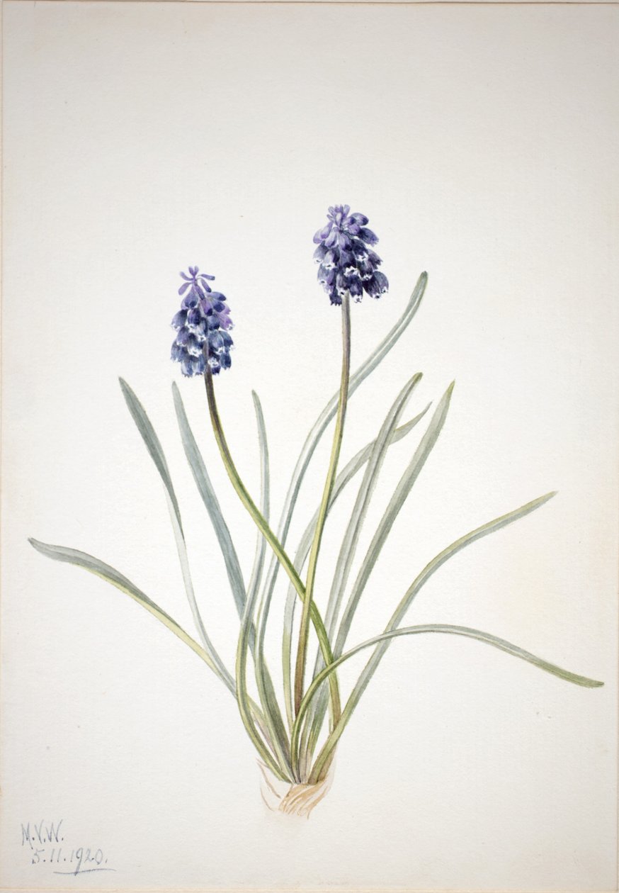 Traubenhyazinthe (Muscari racemosum) von Mary Vaux Walcott