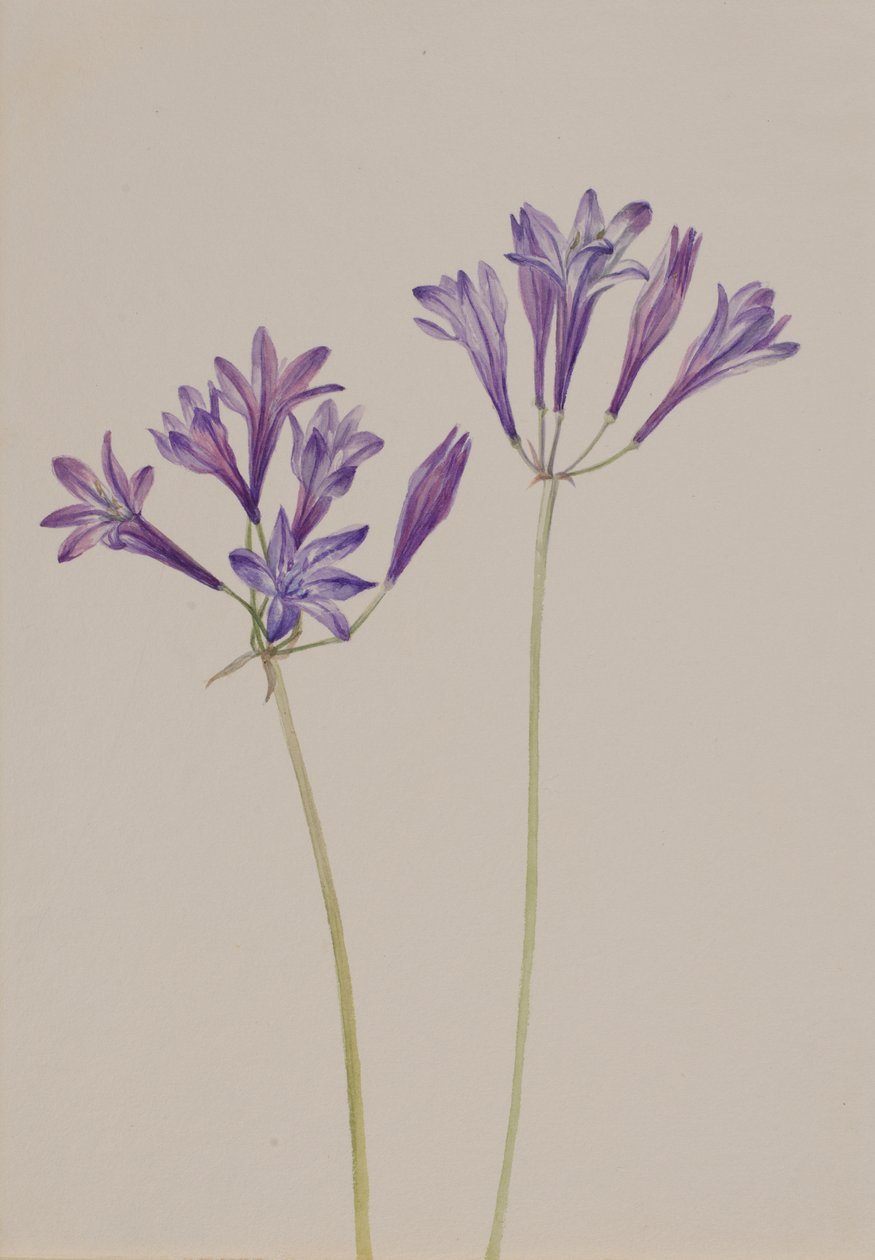 Grasnuss Brodiaea laxa, 1933 von Mary Vaux Walcott