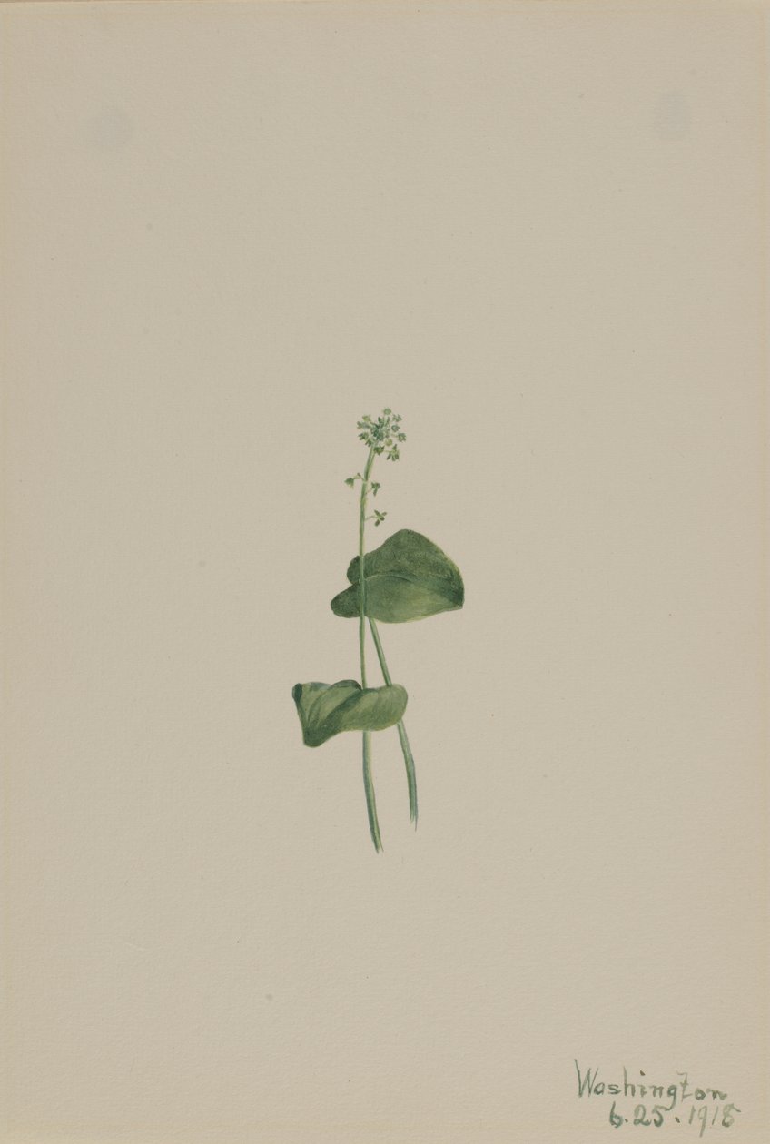 Grünes Addermaul Malaxis unifolia von Mary Vaux Walcott
