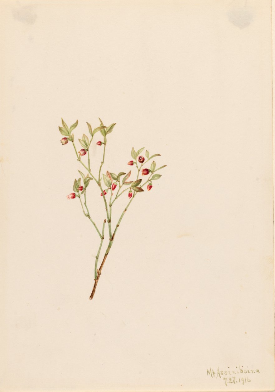 Grouse Whortleberry Vaccinum scoparium, 1916 von Mary Vaux Walcott