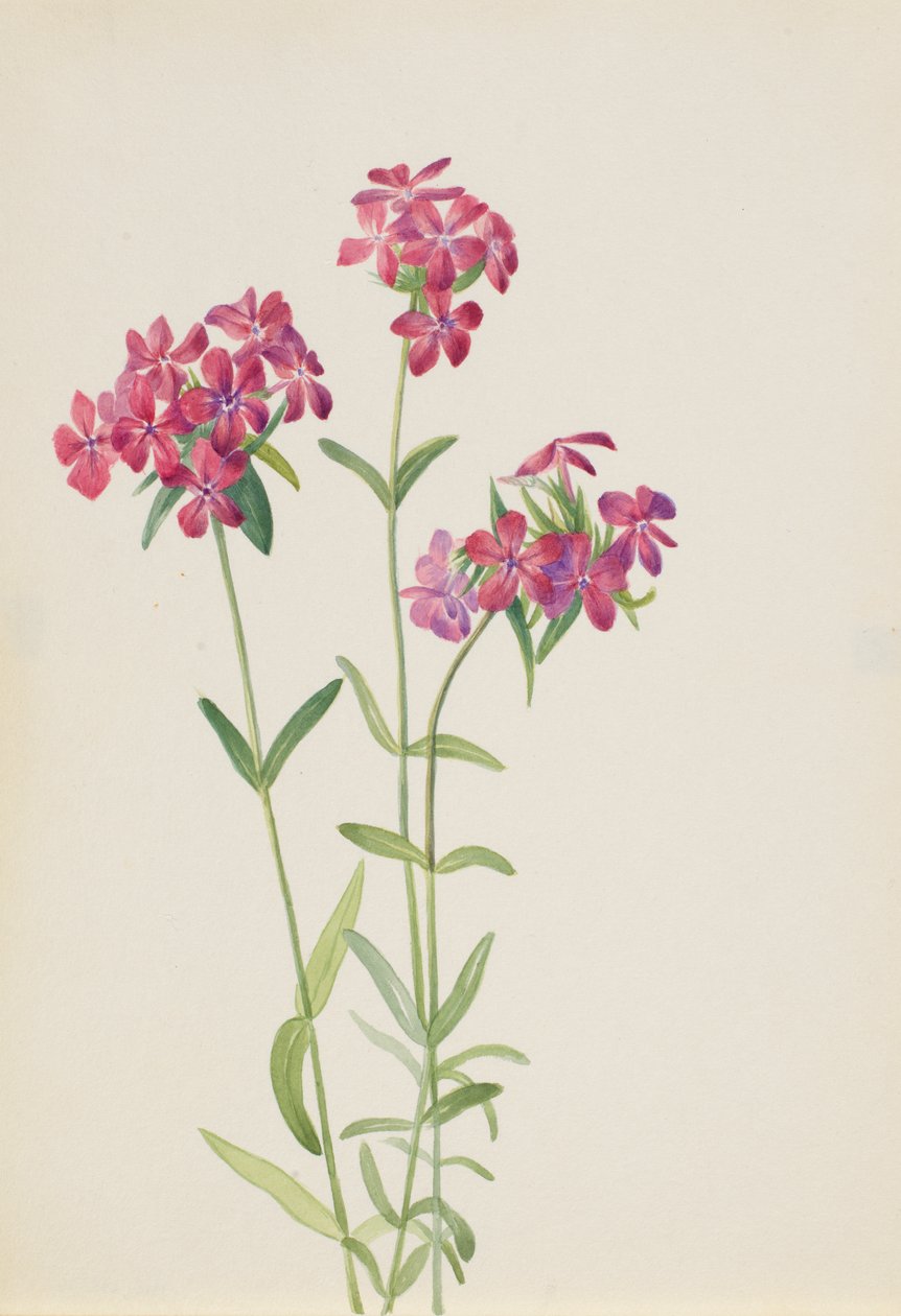 Haarige Phlox Phlox amoena, ca. frühe 1930er Jahre von Mary Vaux Walcott