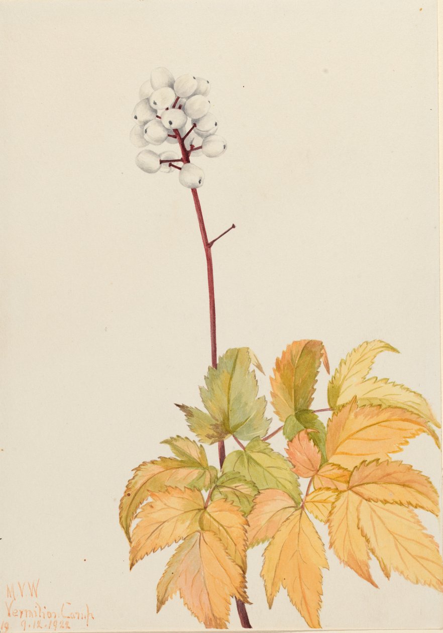 Elfenbein-Baneberry Actaea arguta von Mary Vaux Walcott