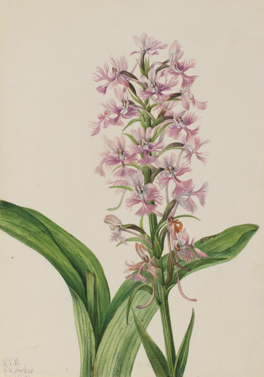 Große Purpur-Fransenorchidee (Habenaria grandiflora), 1926 von Mary Vaux Walcott