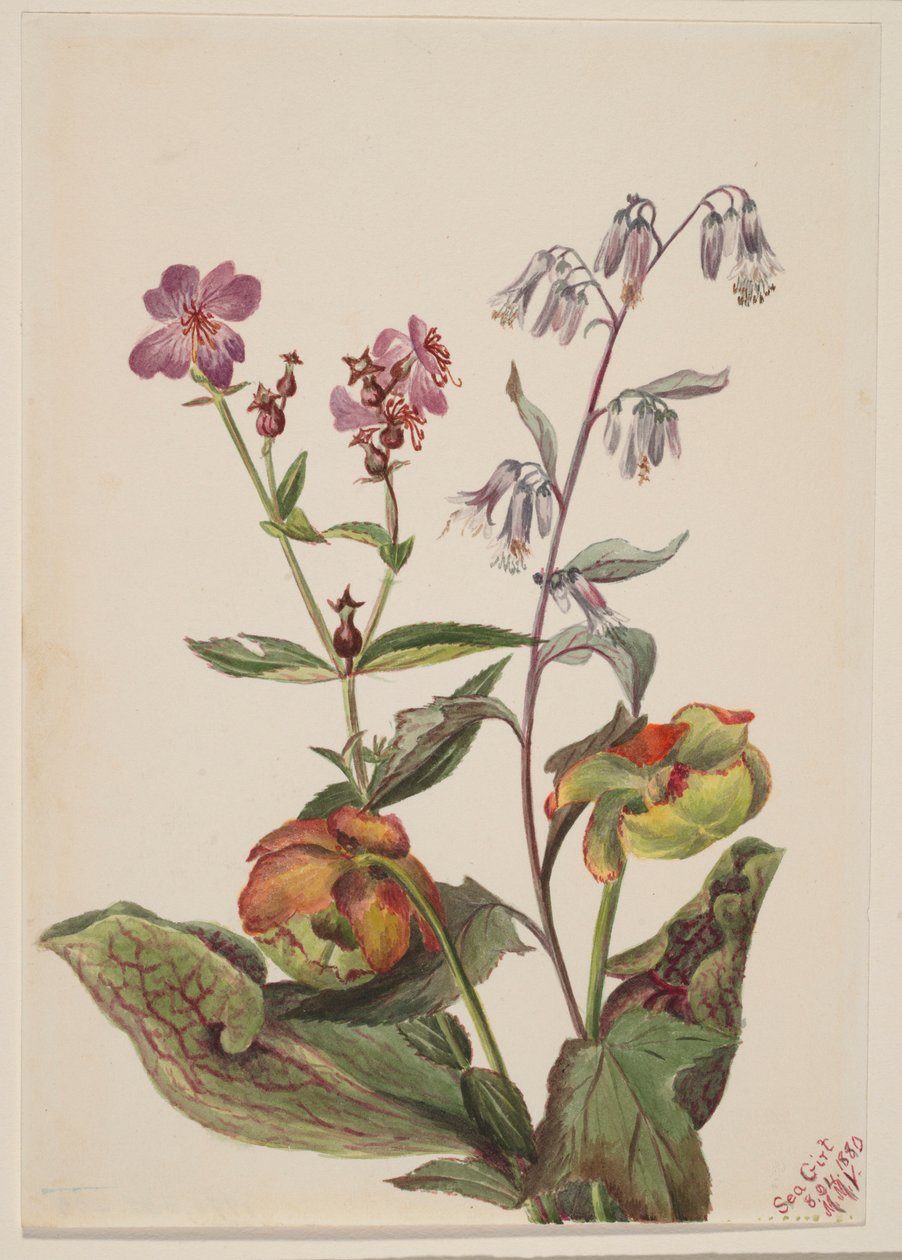 Wiesen-Schönheit (Rhexia virginica), Klapperschlangenwurzel (Nabalus albus), Schlauchpflanze (Sarracenia purpurea) von Mary Vaux Walcott