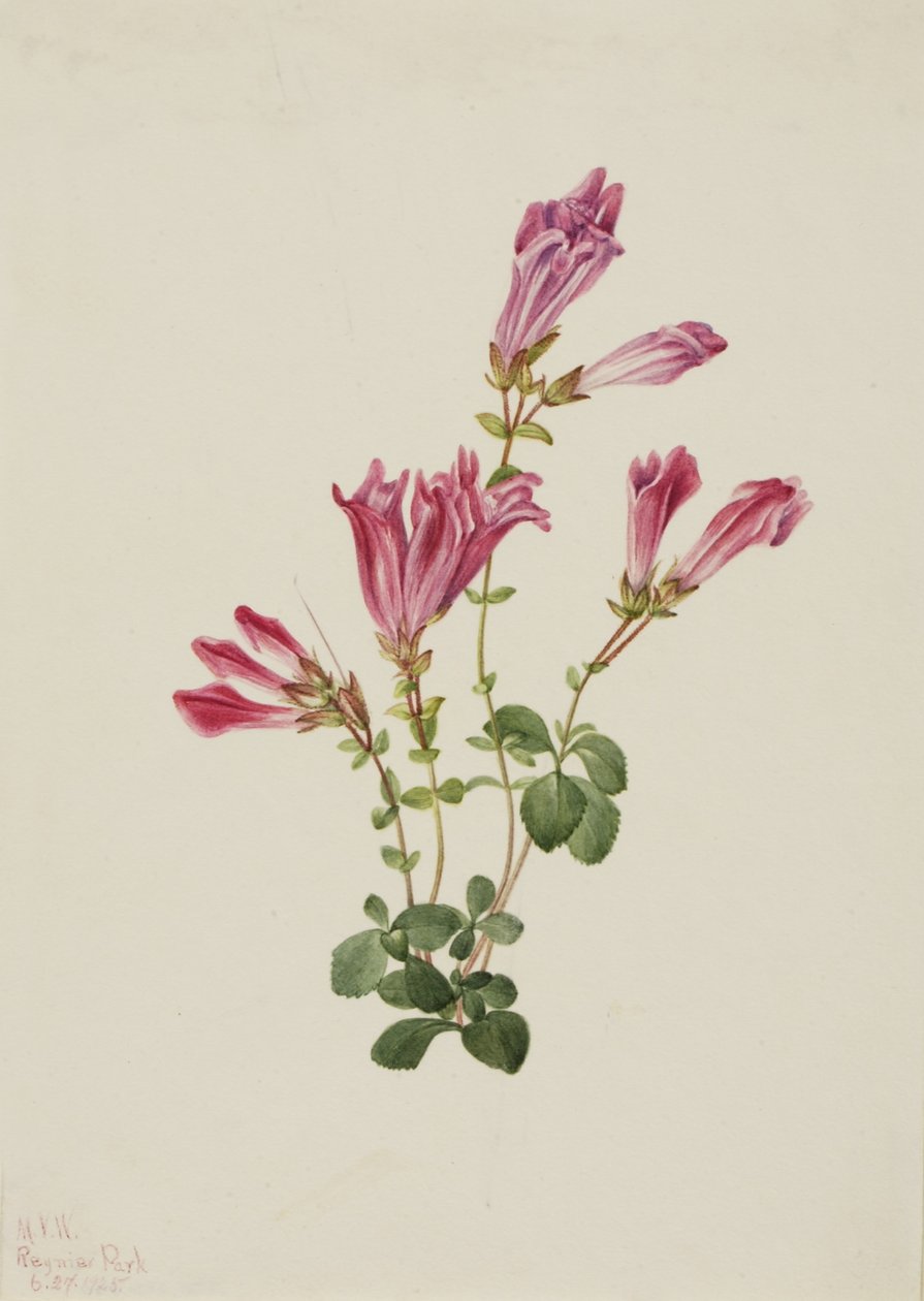 Menzies Bartfaden (Pentstemon menziesii) von Mary Vaux Walcott