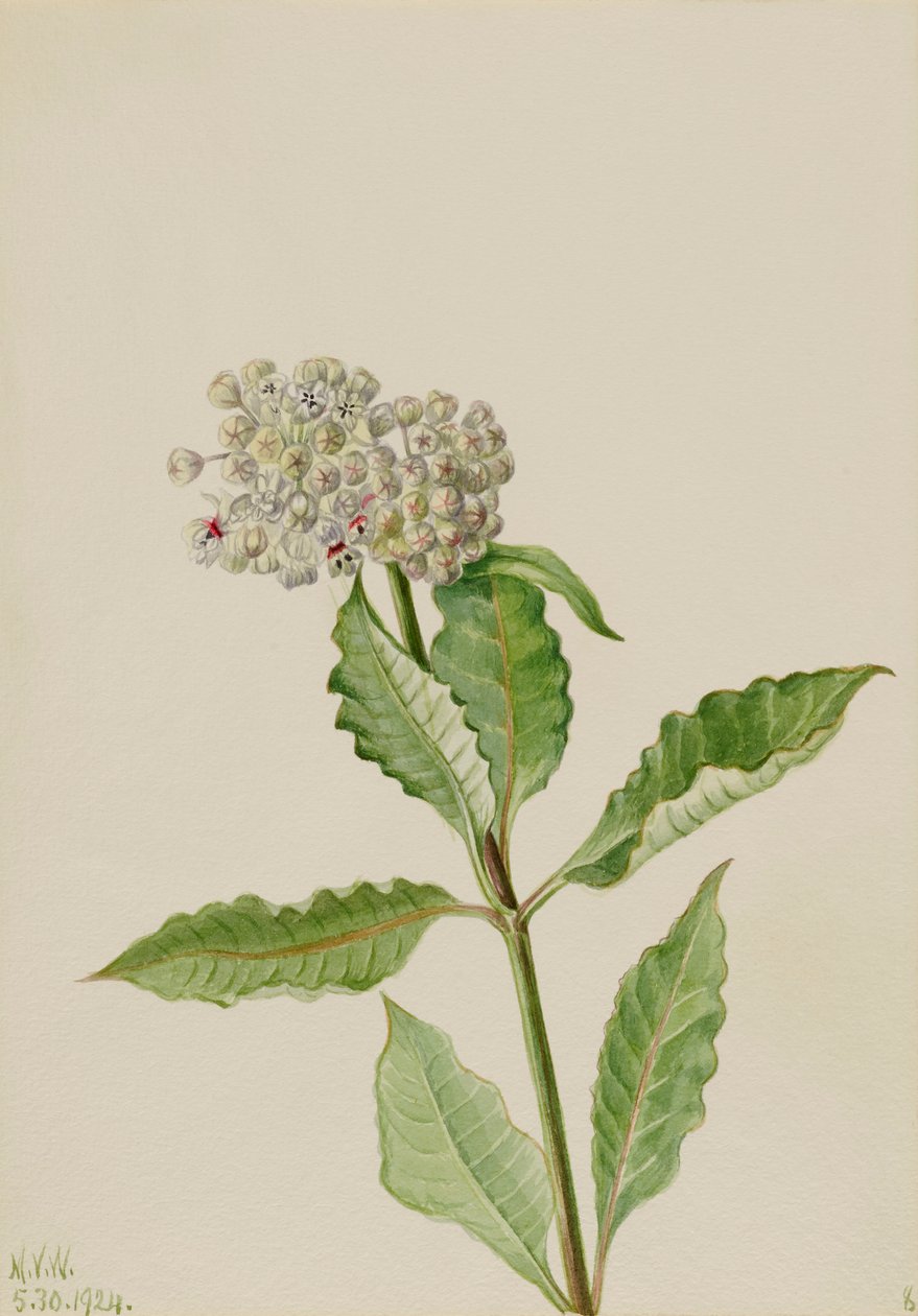 Seidenpflanze (Asclepias), 1924 von Mary Vaux Walcott