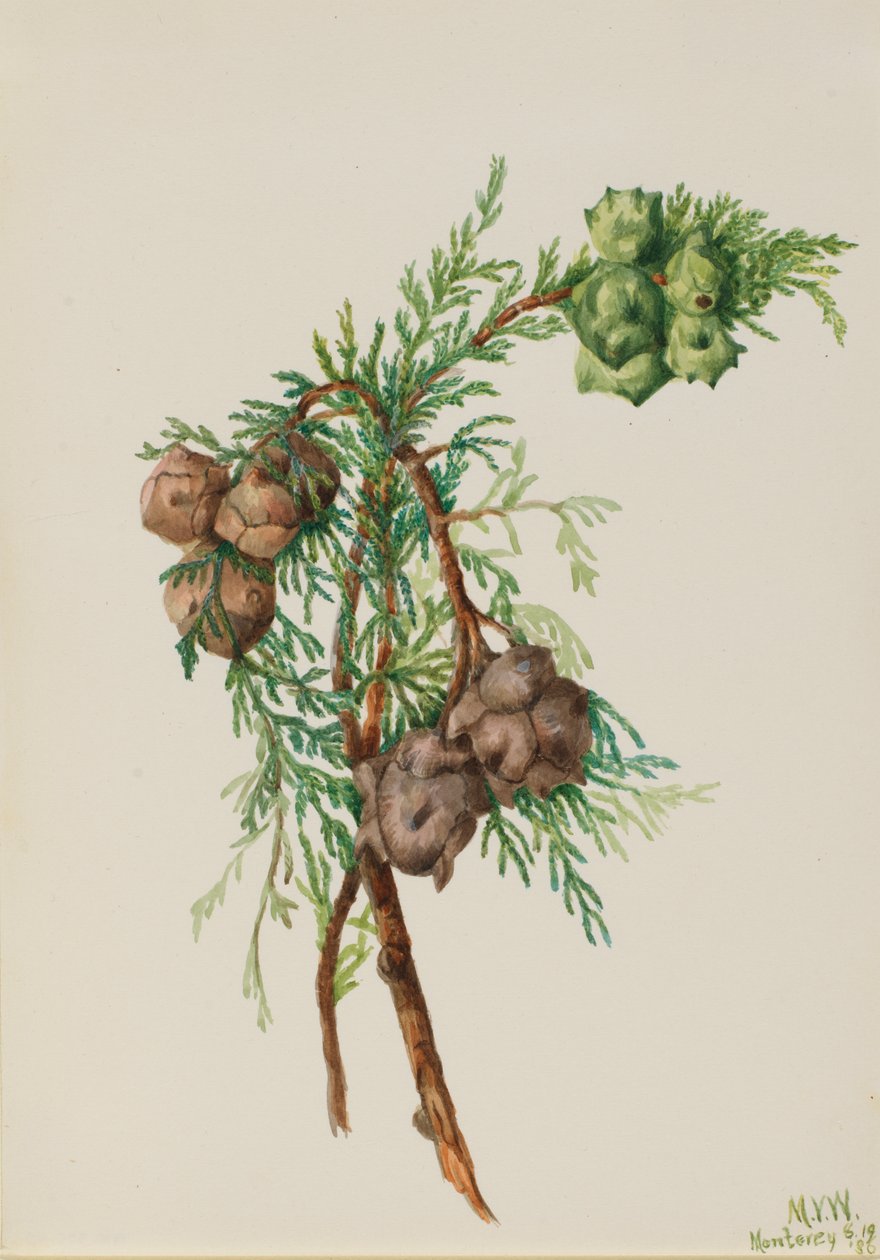 Monterey-Zypresse Cupressus macrocarpa, 1936 von Mary Vaux Walcott