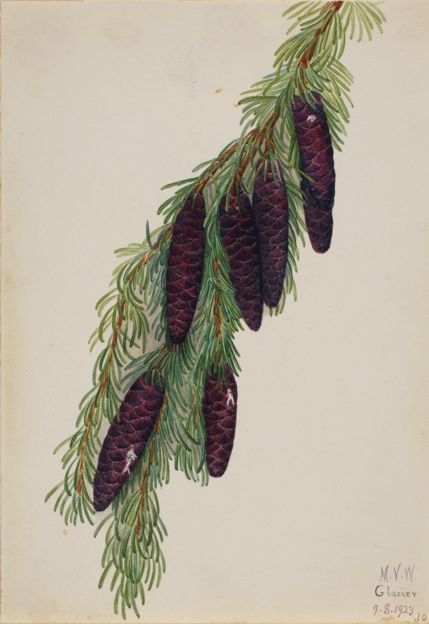 Berg-Hemlock Tsuga mertensiana, 1923 von Mary Vaux Walcott
