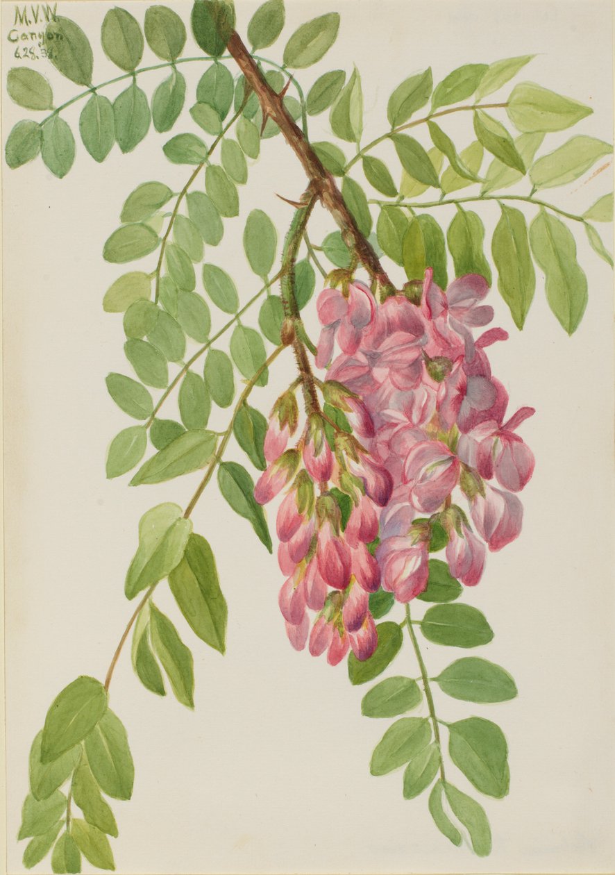 Neumexikanische Robinie (Robinia neomexicana) von Mary Vaux Walcott