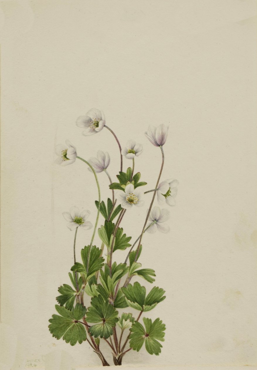 Nordanemone Anemone parviflora, 1924 von Mary Vaux Walcott