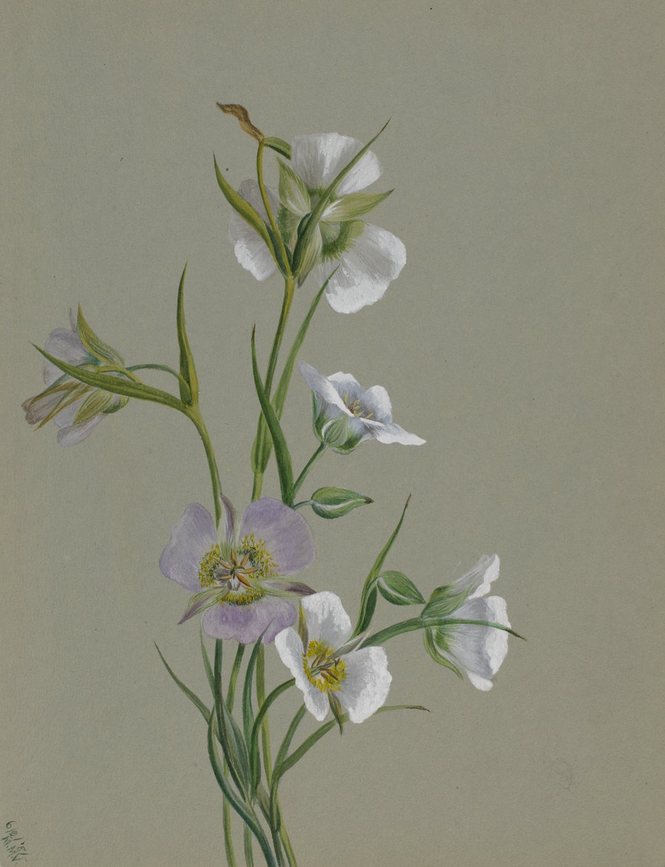 Auf dem Weg zum Monument, 1881 von Mary Vaux Walcott