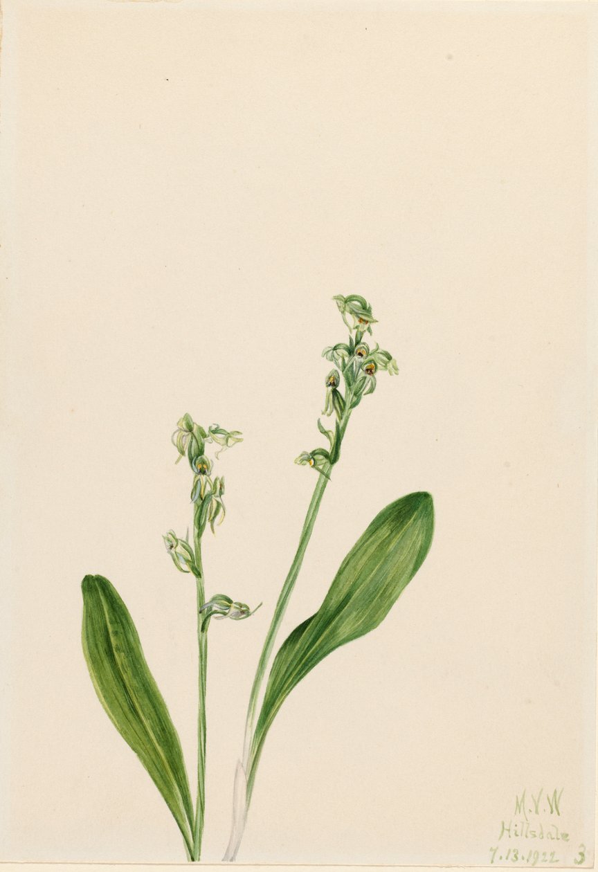 Einblatt-Bog-Orchidee Habenaria obtusata, 1922 von Mary Vaux Walcott