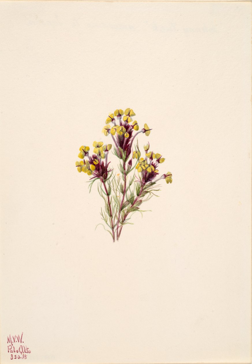 Eulen-Klee Orthocarpus erianthus, 1935 von Mary Vaux Walcott