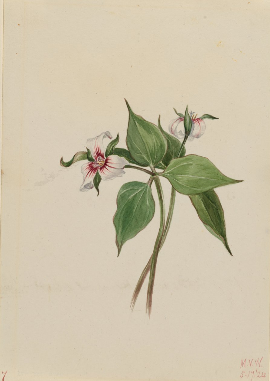 Gemaltes Dreiblatt (Trillium undulatum) von Mary Vaux Walcott
