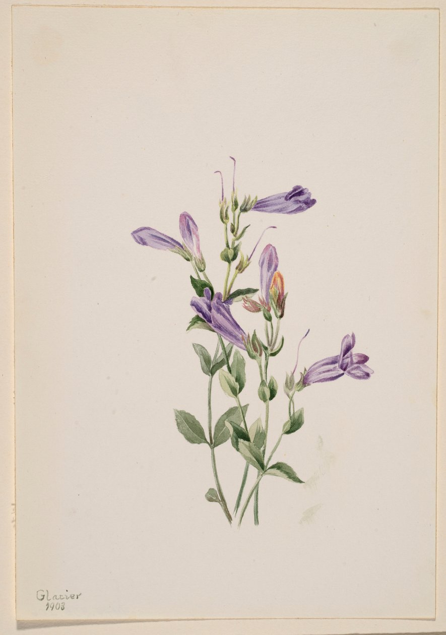 Bartfaden (Penstimon fruiticosus) von Mary Vaux Walcott