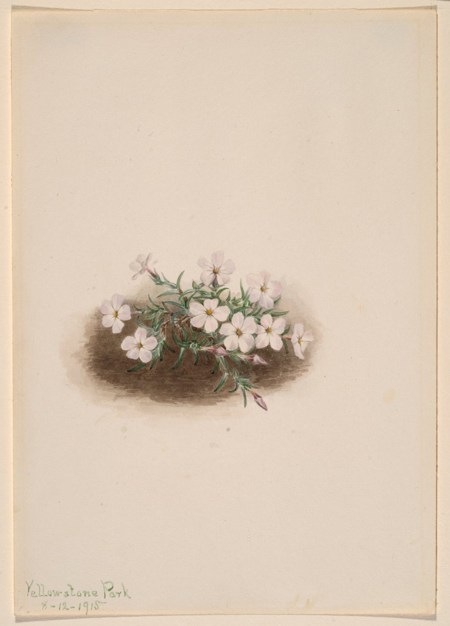 Phlox von Mary Vaux Walcott