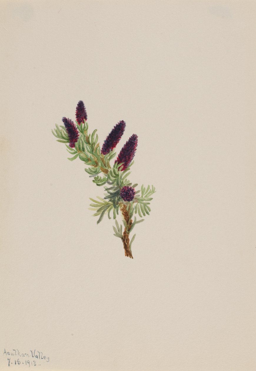 Picea engelmanni, 1913 von Mary Vaux Walcott