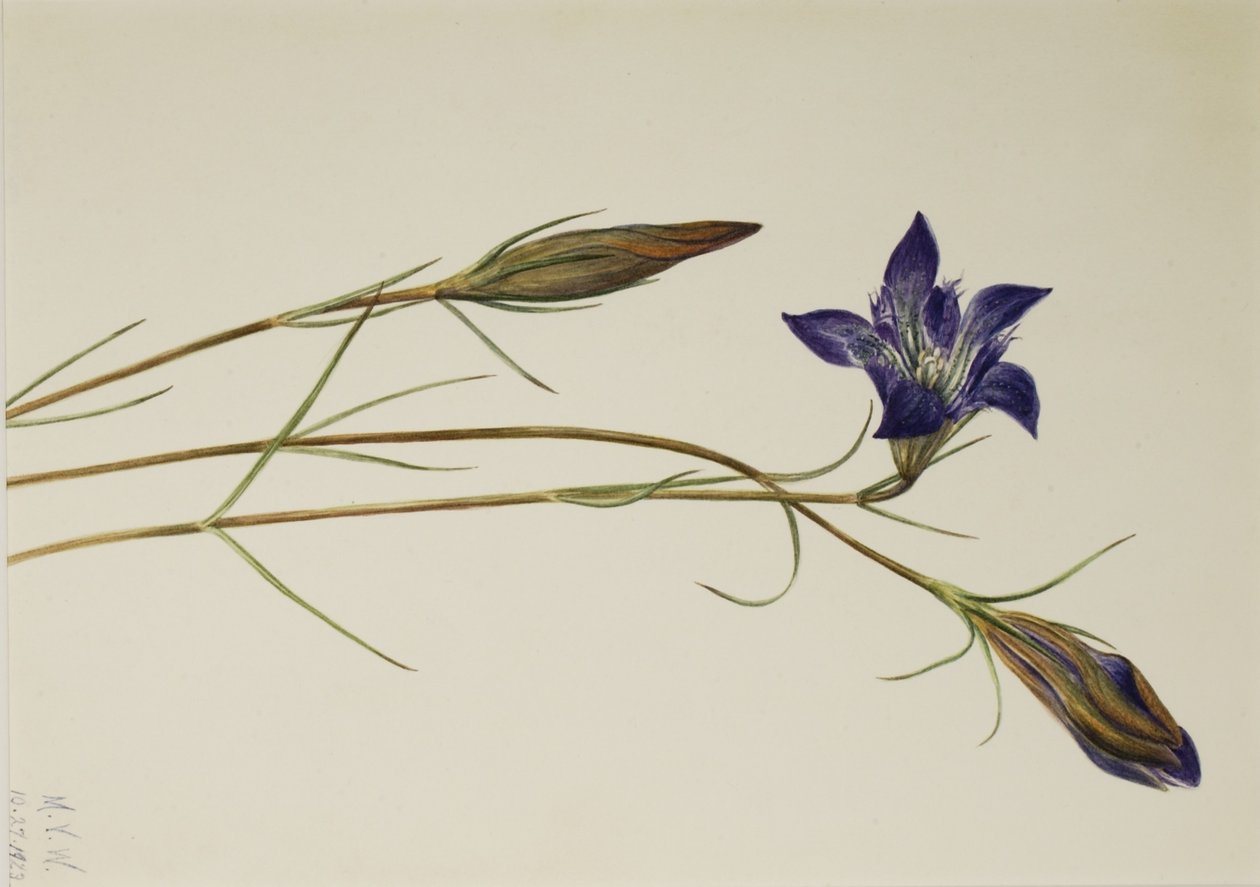 Kiefernheide-Enzian (Gentiana porphyrio) von Mary Vaux Walcott