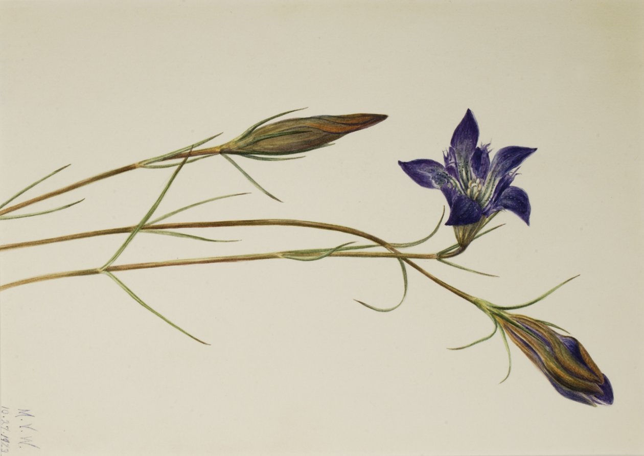 Kiefernheide-Enzian Gentiana porphyrio, 1923 von Mary Vaux Walcott