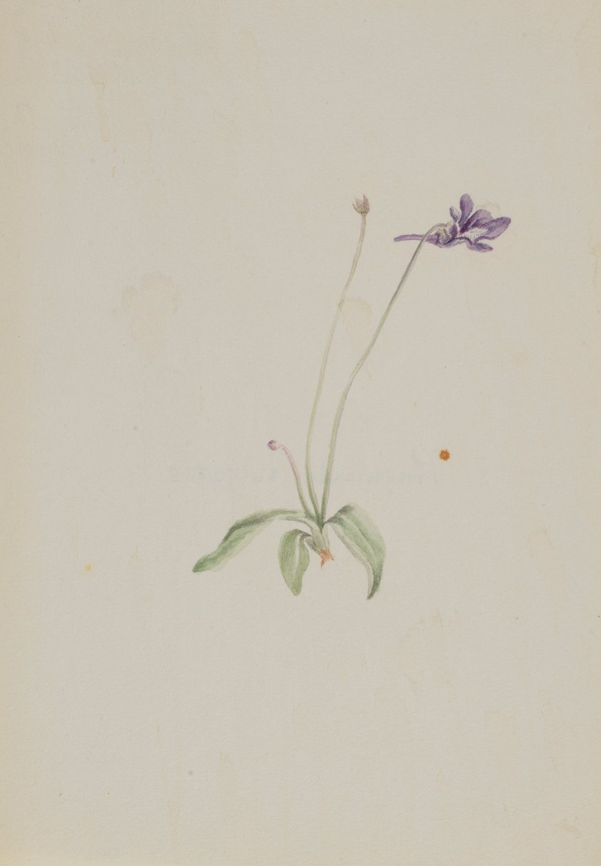 Gemeines Fettkraut von Mary Vaux Walcott