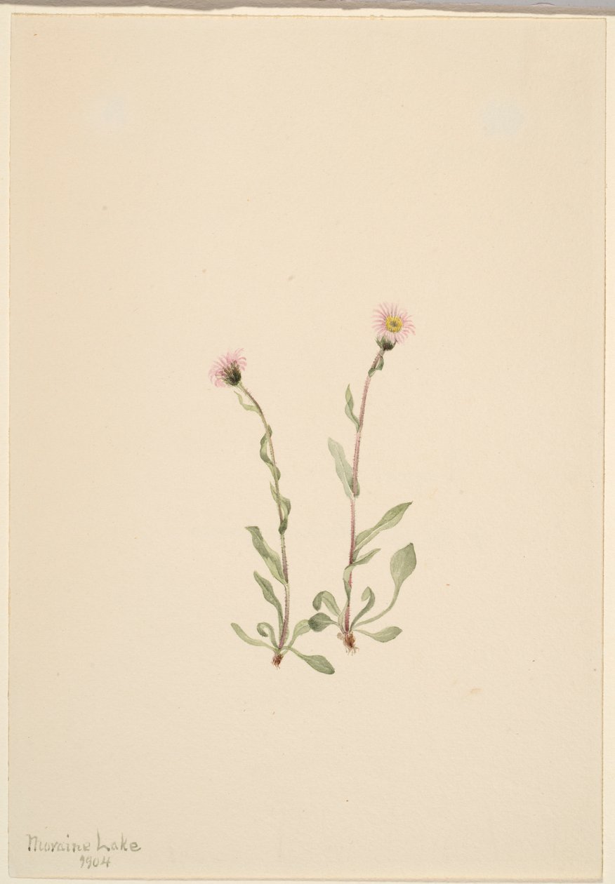 Rosa Berufkraut (Erigeron jucundus) von Mary Vaux Walcott