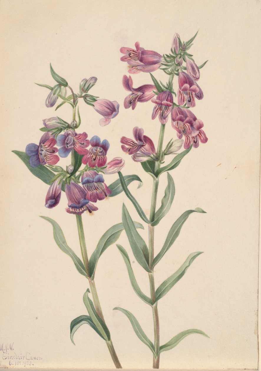 Prärie-Penstemon Penstemon erianthera, 1923 von Mary Vaux Walcott