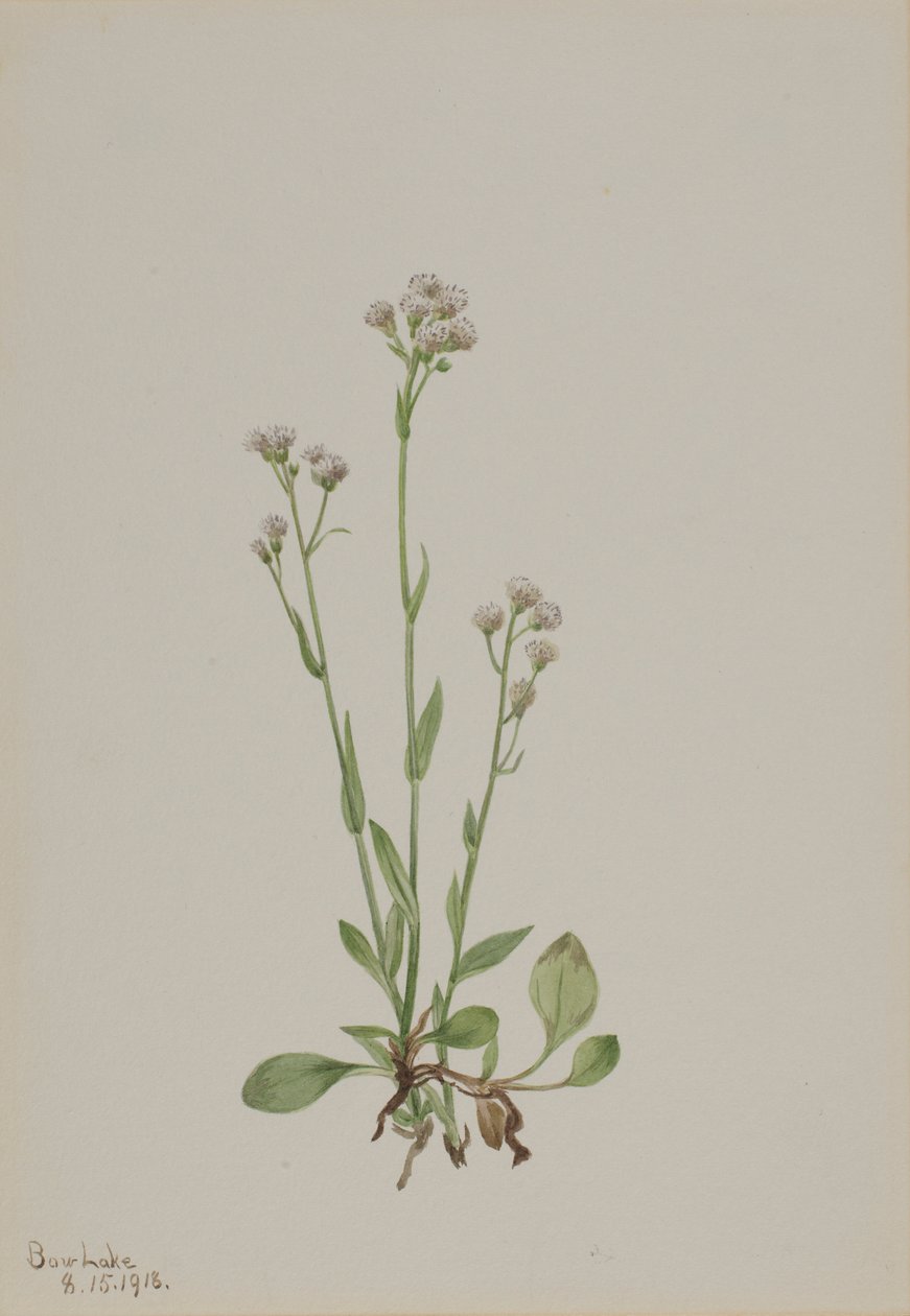 Katzenpfötchen (Antennaria racemosa) von Mary Vaux Walcott