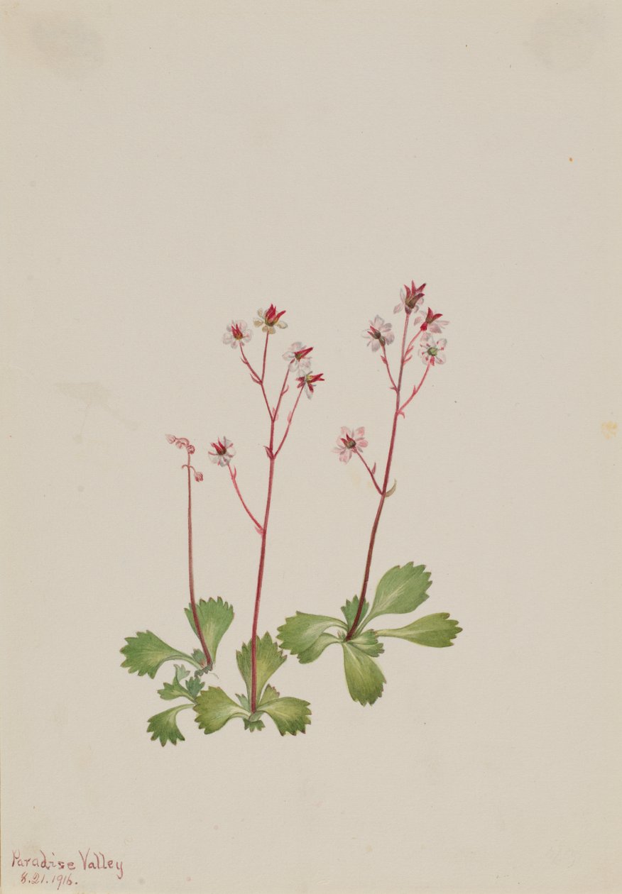 Rotstängel-Steinbrech Saxifraga lyallii von Mary Vaux Walcott