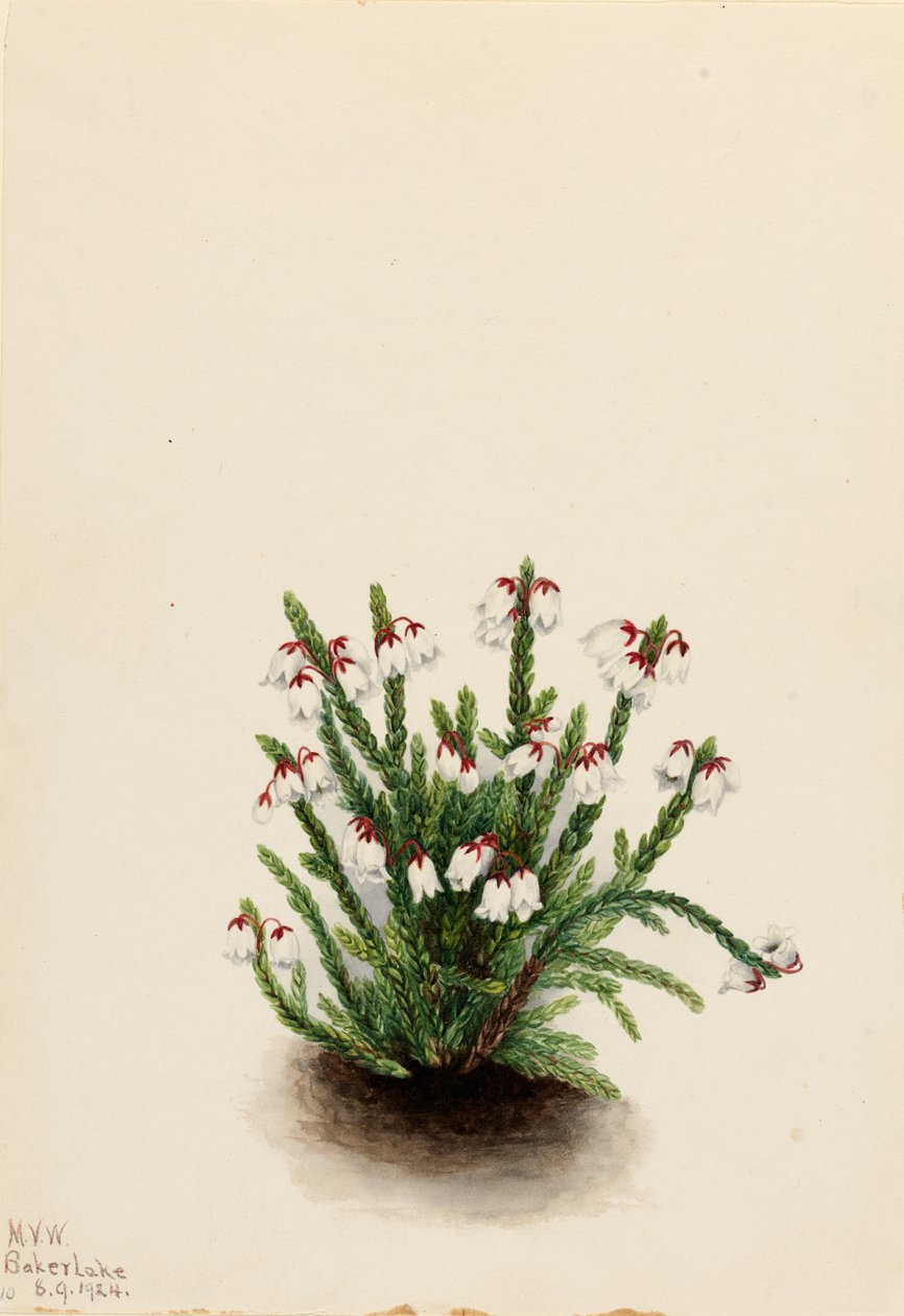 Rocky Mountain Cassiope (Cassiope mertensiana) von Mary Vaux Walcott