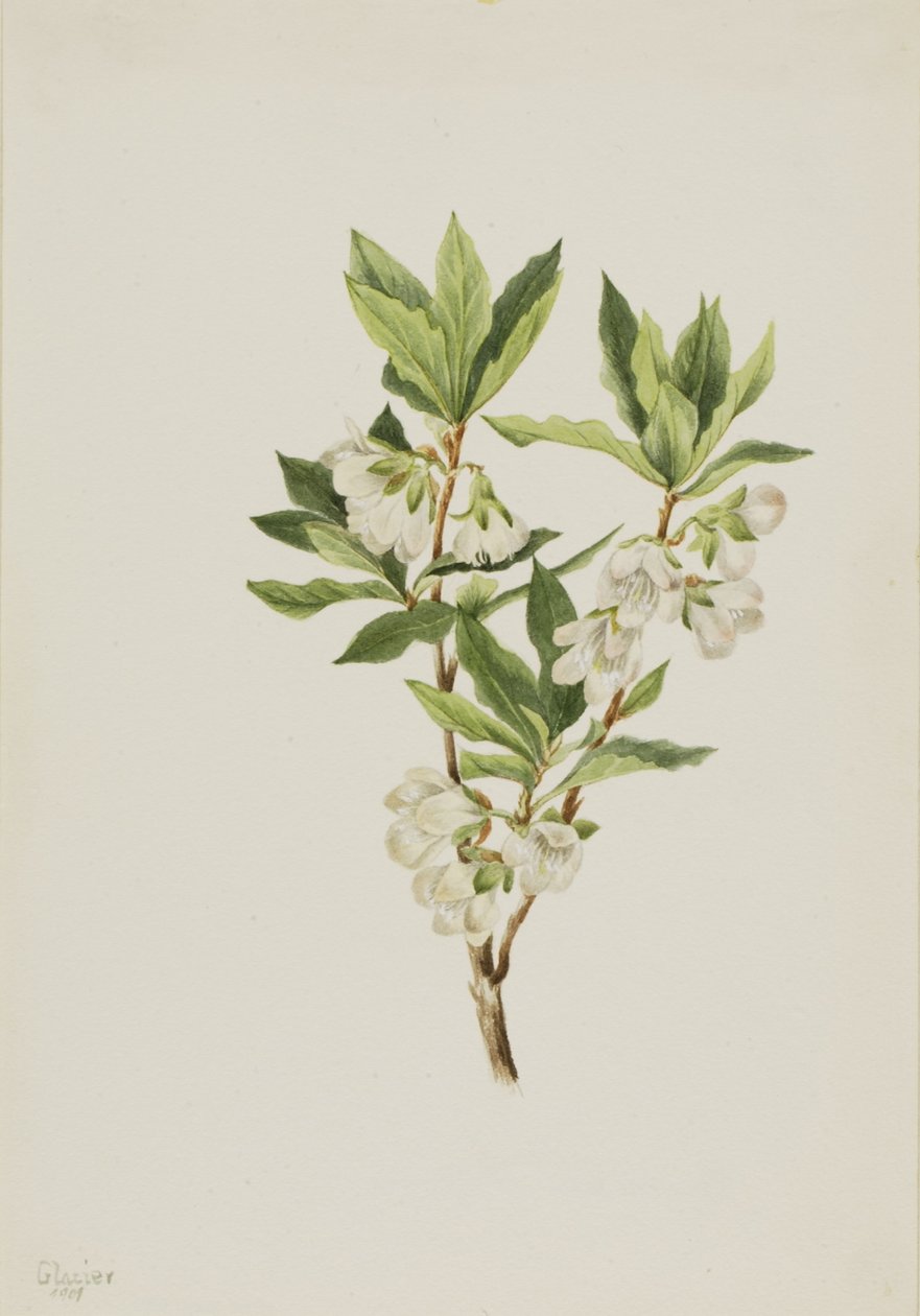 Rocky Mountain Rhododendron (Rhododendron albiflorum) von Mary Vaux Walcott