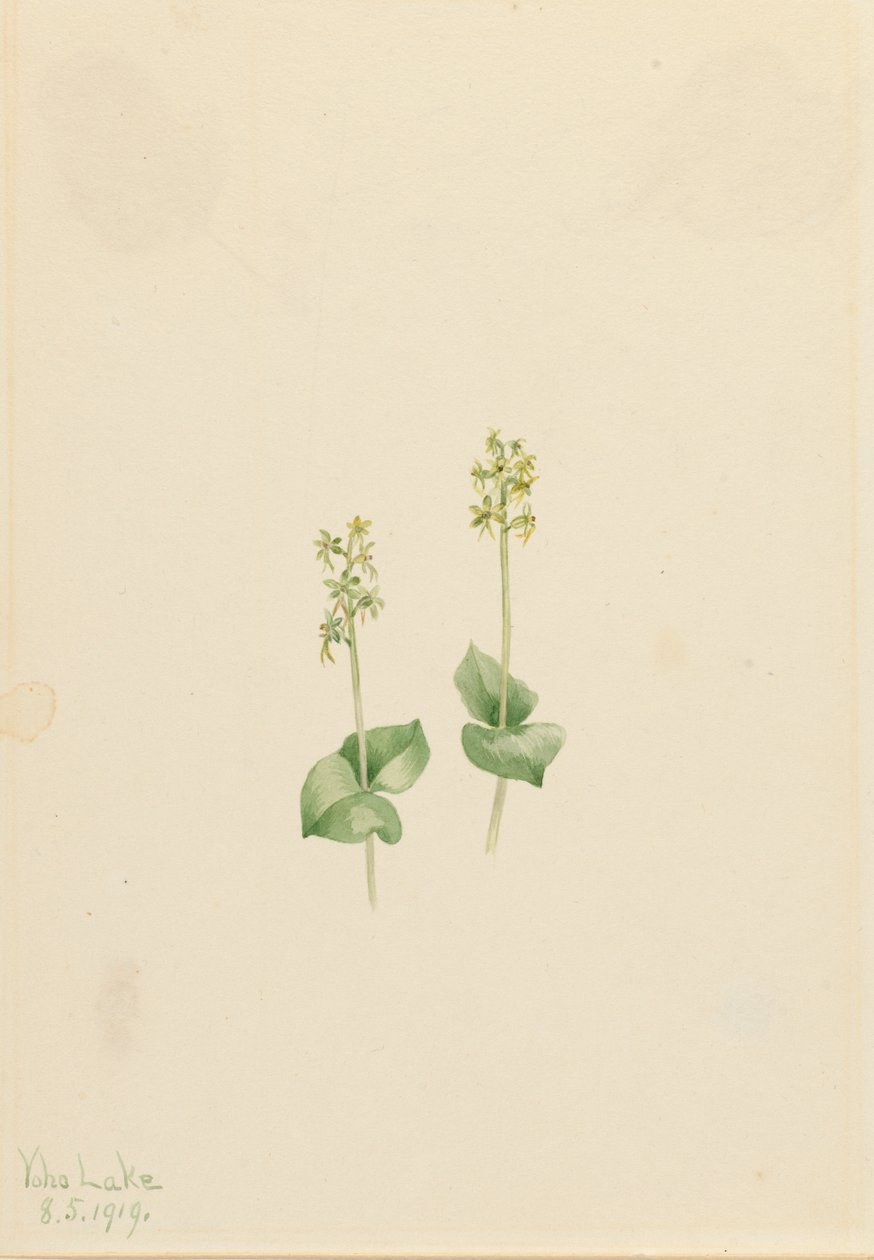 Rocky Mountain Twayblade Ophrys necrophylla, 1919 von Mary Vaux Walcott