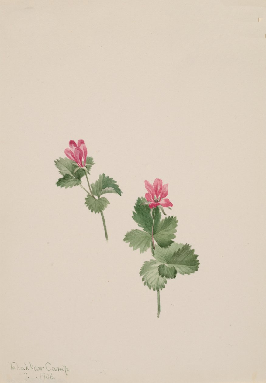 Rubus articus, 1881 von Mary Vaux Walcott
