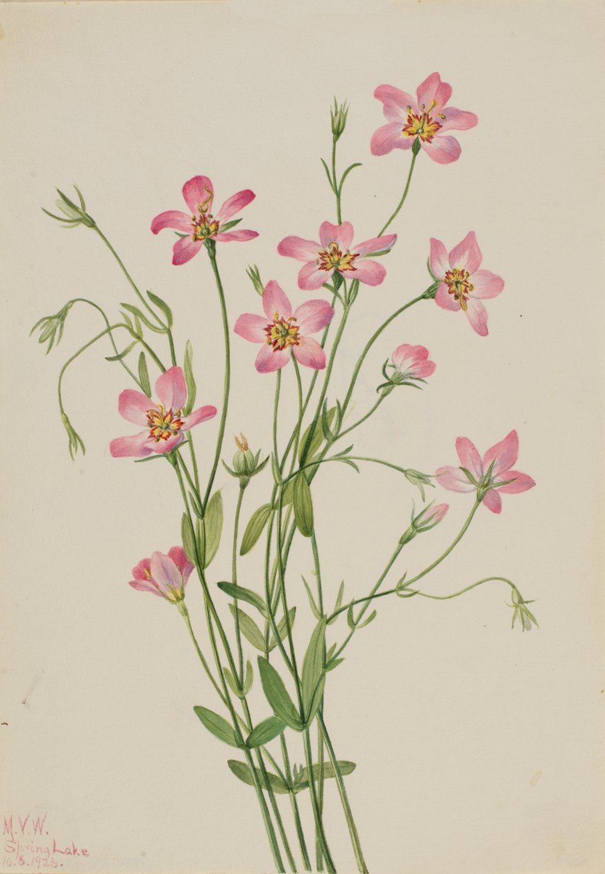 Salzwiesen-Rosengentian Sabbatia stellaris von Mary Vaux Walcott
