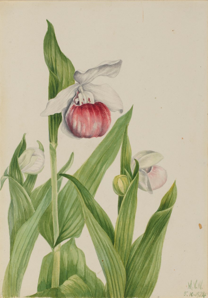 Frauenschuh (Cypripedium reginae) von Mary Vaux Walcott