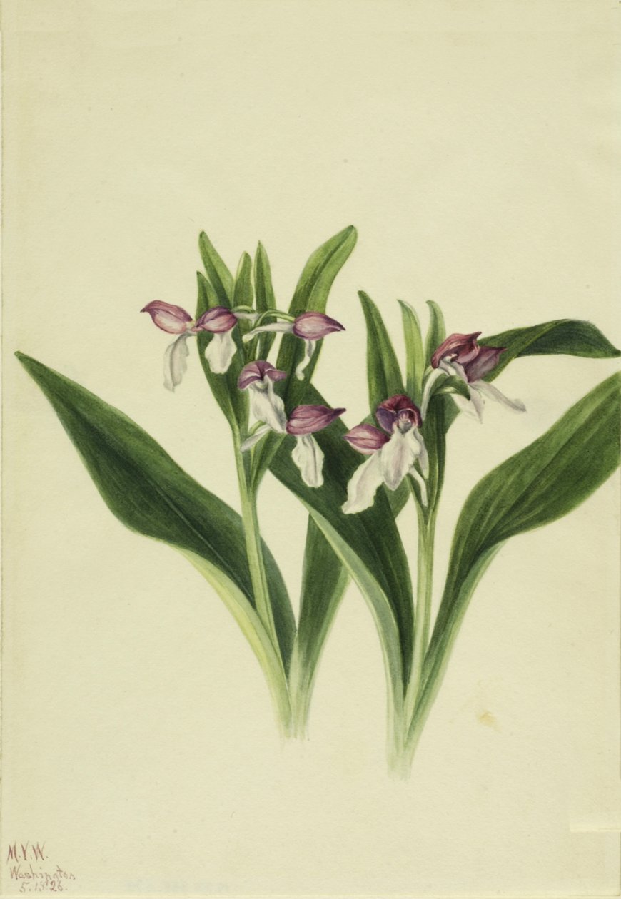 Pracht-Orchis Orchis spectabilis von Mary Vaux Walcott