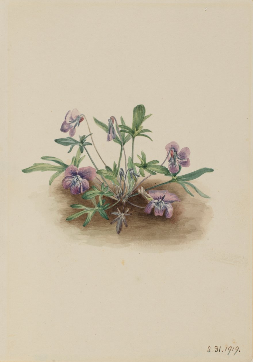 Südliche Küstenveilchen (Viola septemloba) von Mary Vaux Walcott