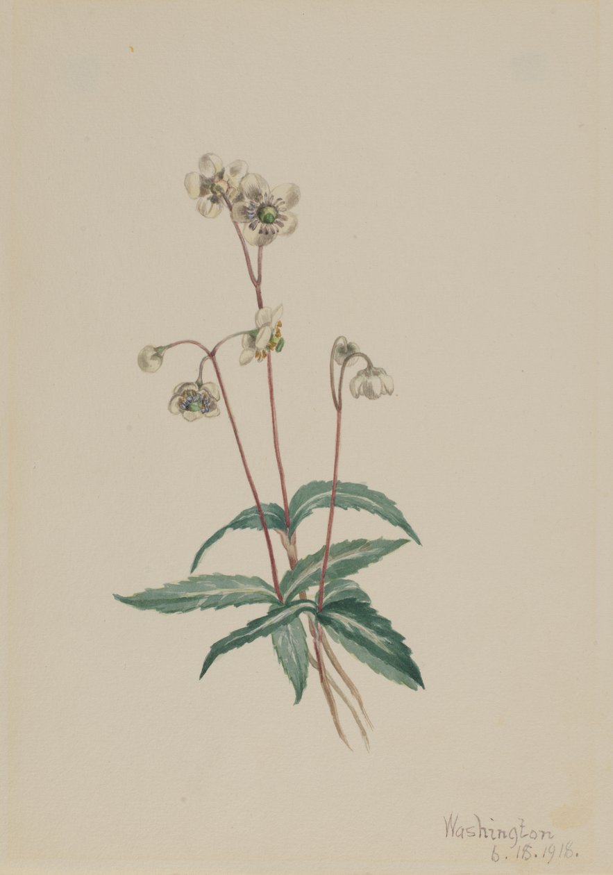 Gefleckte Pipsissewa Chimaphila maculata von Mary Vaux Walcott