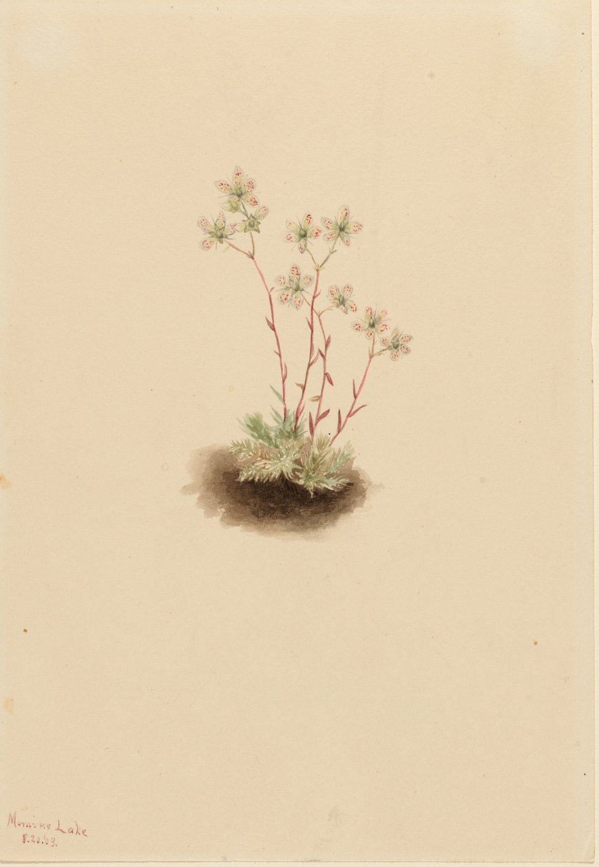 Gefleckte Steinbrech (Saxifraga bronchialis) von Mary Vaux Walcott