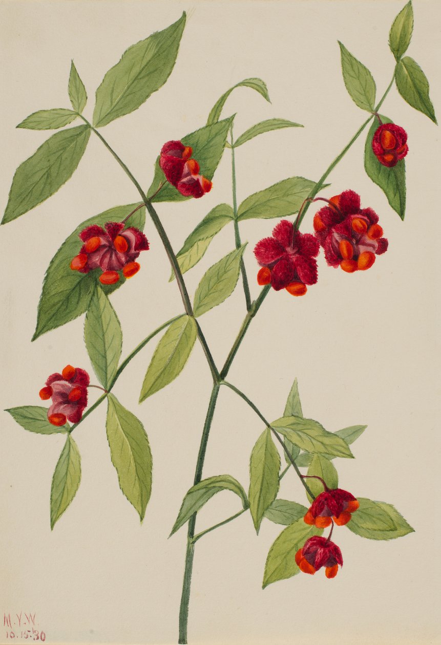 Herzbeerenstrauch-"Herzen platzen vor Liebe" (Euonymus Americanus) von Mary Vaux Walcott