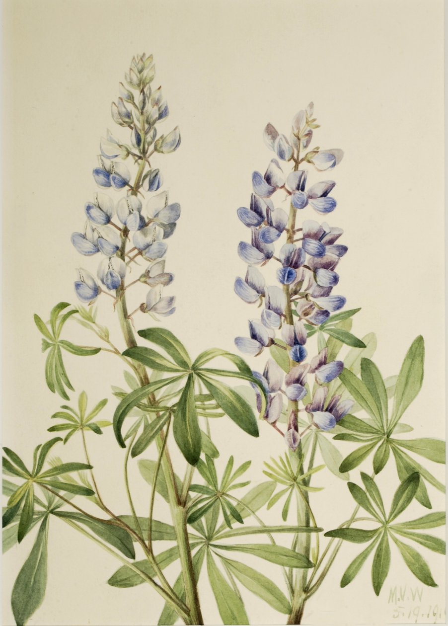 Sonnenuhr-Lupine (Lupinus perennis) von Mary Vaux Walcott