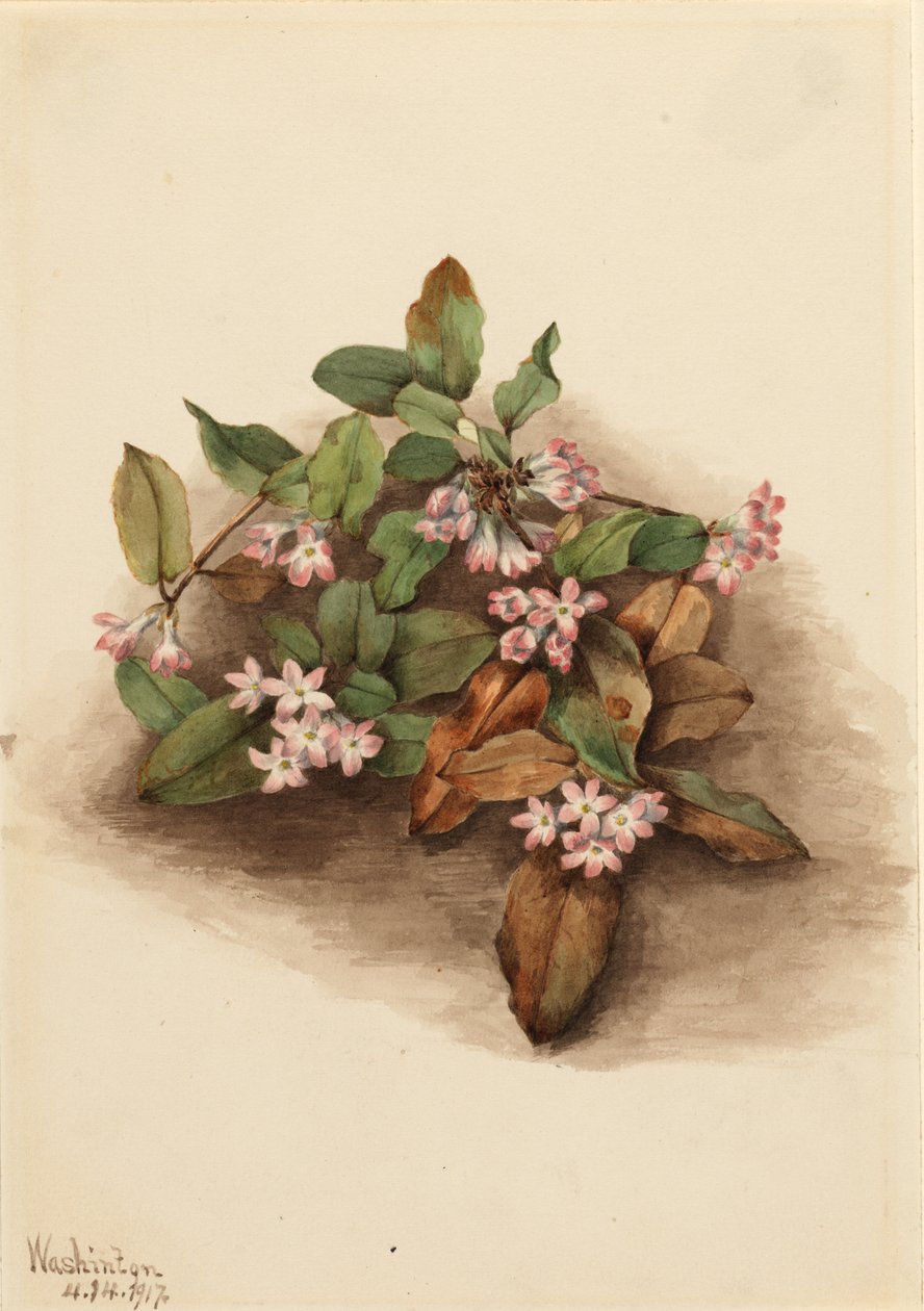 Kriechende Arbutus (Epigaea repens) von Mary Vaux Walcott