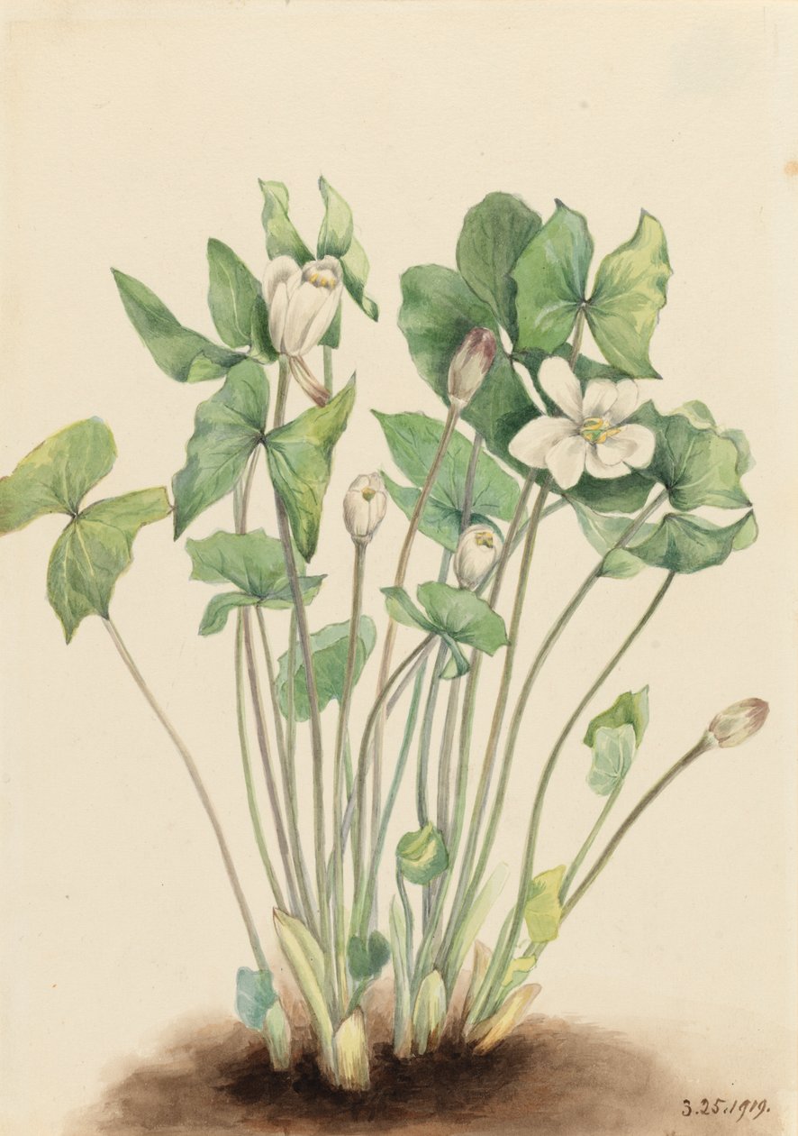 Zwillingsblatt Jeffersonia diphylla, 1919 von Mary Vaux Walcott